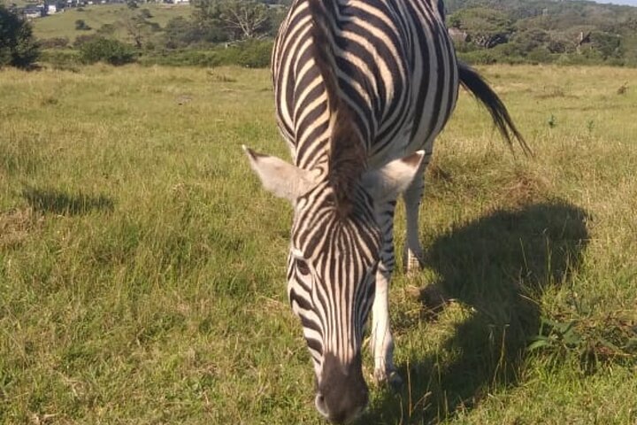 Kragga Kamma Game Park Safari Guided Tour in Port Elizabeth