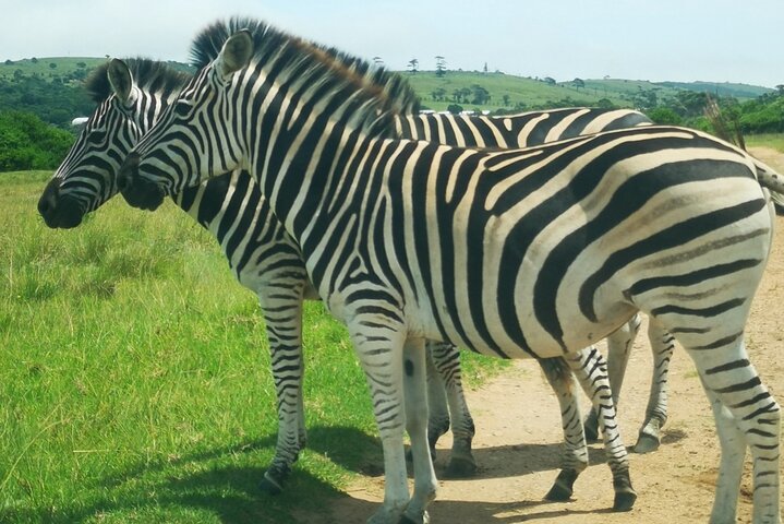 Kragga Kamma Game Park Safari Guided Tour in Port Elizabeth
