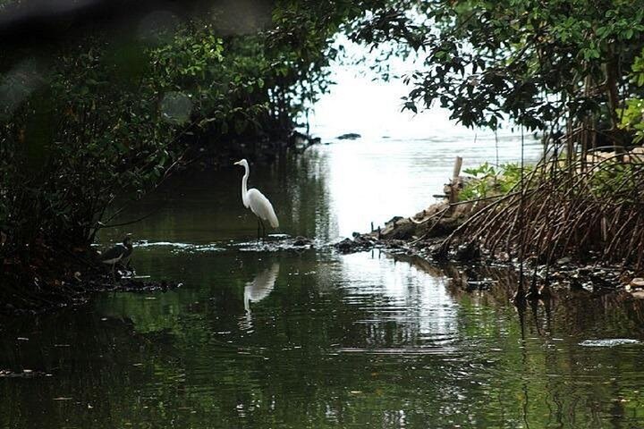 Navigate the Mangroves of Cartagena in a Canoe