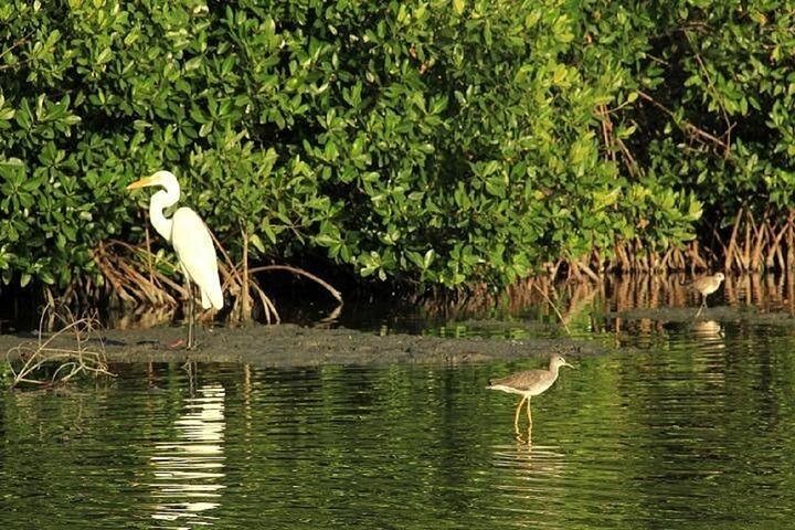 Navigate the Mangroves of Cartagena in a Canoe