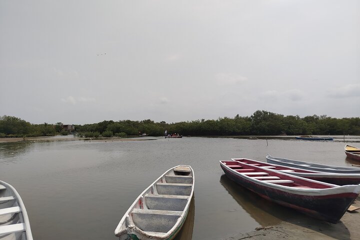 Navigate the Mangroves of Cartagena in a Canoe