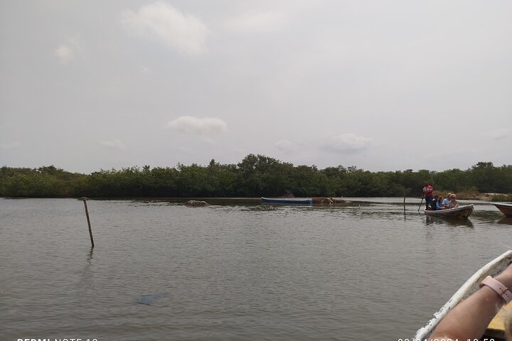 Navigate the Mangroves of Cartagena in a Canoe