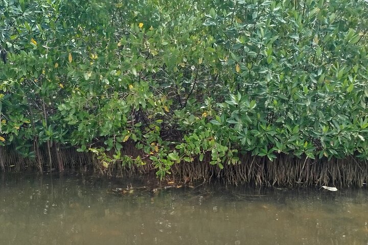 Navigate the Mangroves of Cartagena in a Canoe