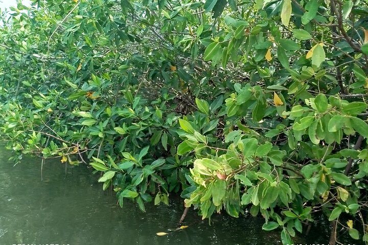 Navigate the Mangroves of Cartagena in a Canoe