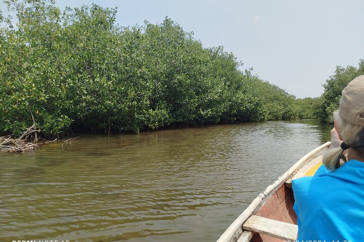 Navigate the Mangroves of Cartagena in a Canoe