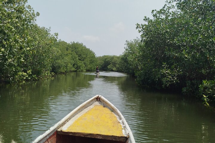Navigate the Mangroves of Cartagena in a Canoe