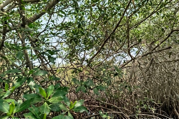 Navigate the Mangroves of Cartagena in a Canoe