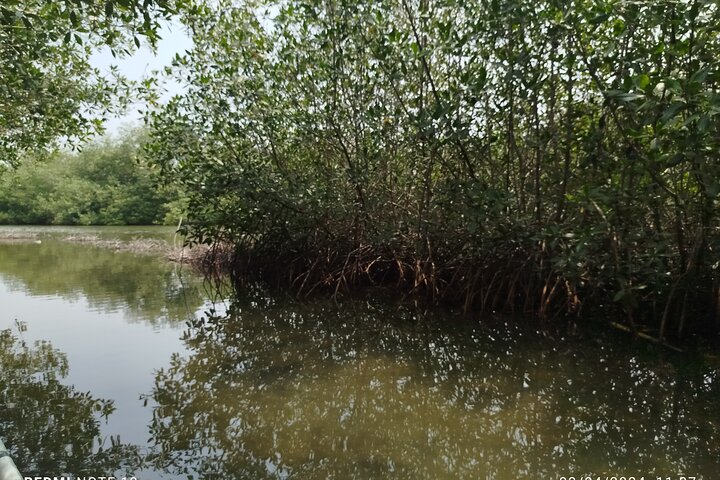 Navigate the Mangroves of Cartagena in a Canoe