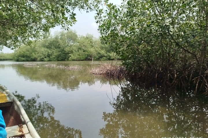 Navigate the Mangroves of Cartagena in a Canoe