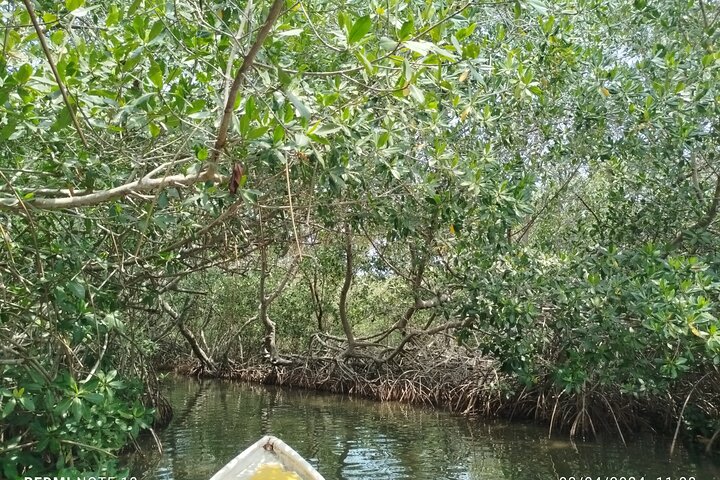 Navigate the Mangroves of Cartagena in a Canoe