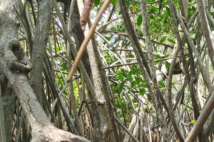 Navigate the Mangroves of Cartagena in a Canoe