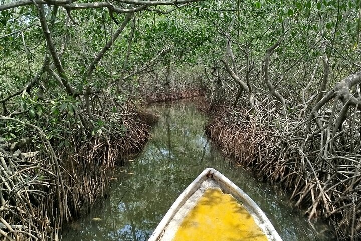 Navigate the Mangroves of Cartagena in a Canoe