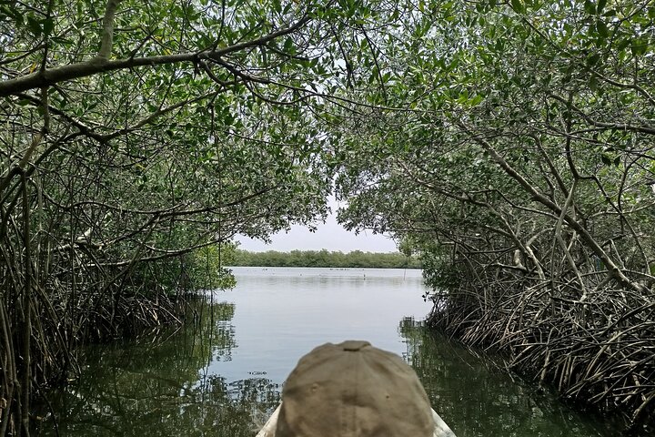 Navigate the Mangroves of Cartagena in a Canoe