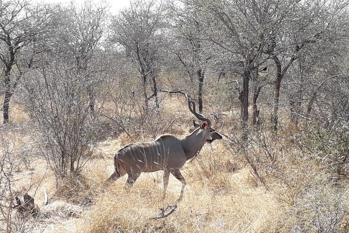 Private Full Day Guided Mkhaya Game Tour