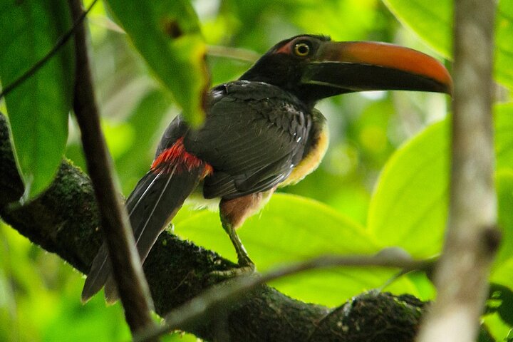 Corcovado National Park Sirena Day Tour From Puerto Jimenez