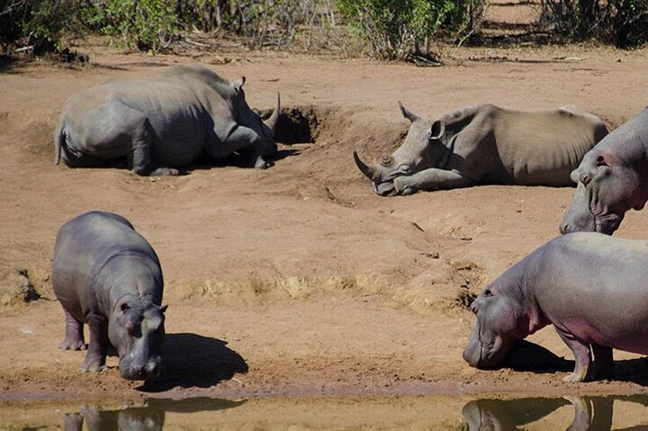 Private Full Day Guided Mkhaya Game Tour