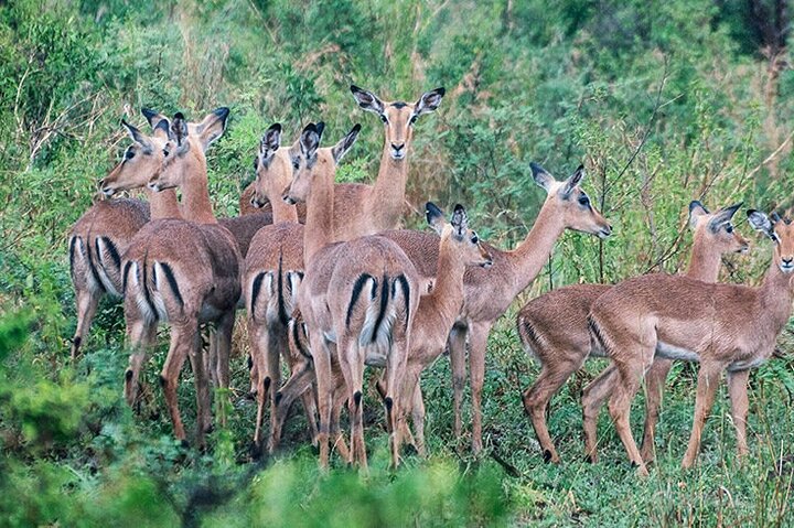 Private Full Day Guided Mkhaya Game Tour