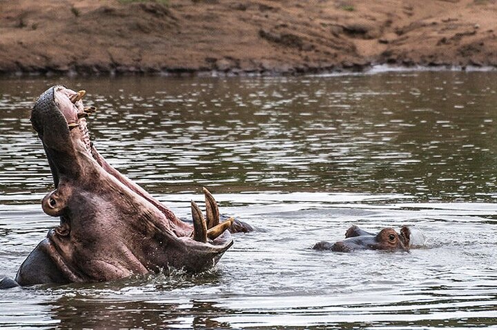 Private Full Day Guided Mkhaya Game Tour