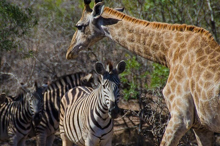 Private Full Day Guided Mkhaya Game Tour