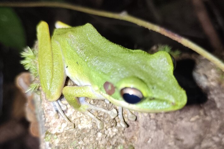 Kubah's Nocturnal Wonders Nighttime Frog Safari