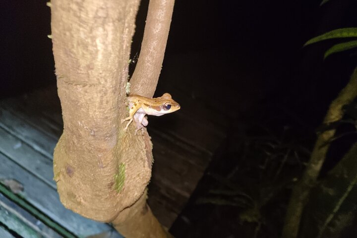 Kubah's Nocturnal Wonders Nighttime Frog Safari