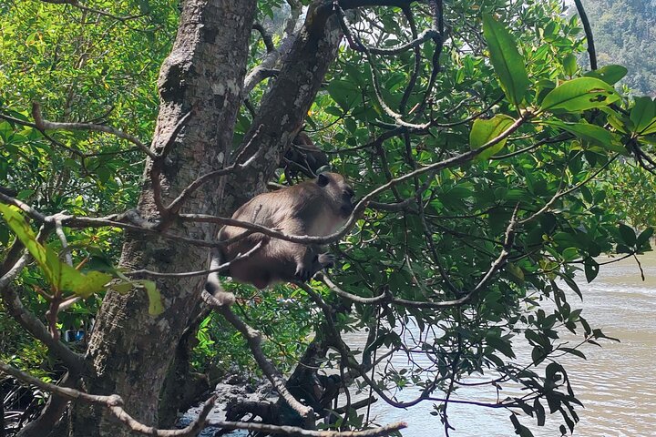Langkawi Mangrove Boat Tour at Kilim Geoforest Park