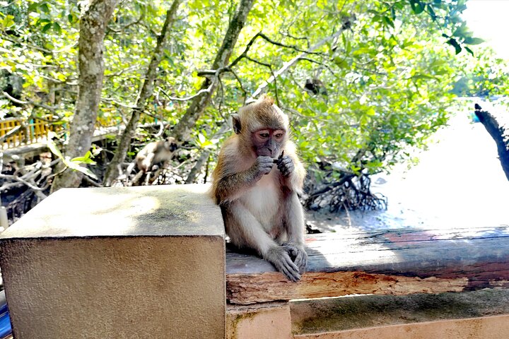 Langkawi Mangrove Boat Tour at Kilim Geoforest Park