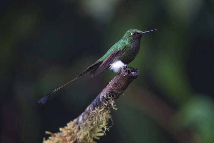 Mindo Bird Photography Experience | Ecuador Birds