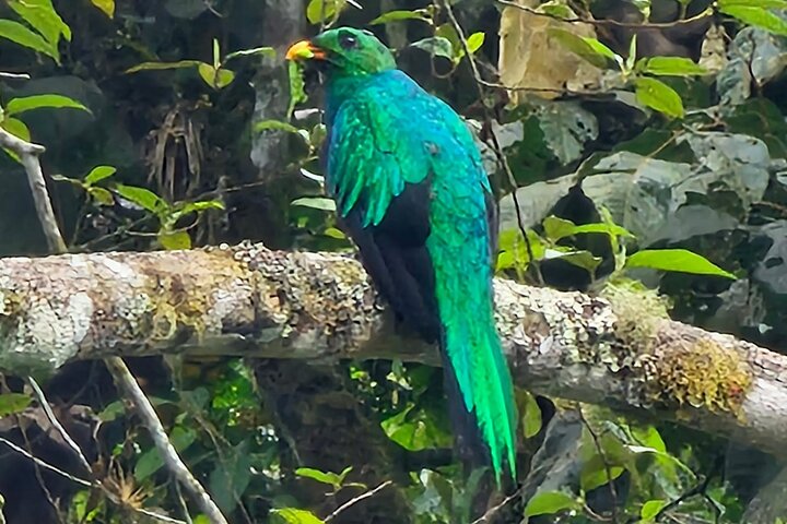 Mindo Bird Photography Experience | Ecuador Birds