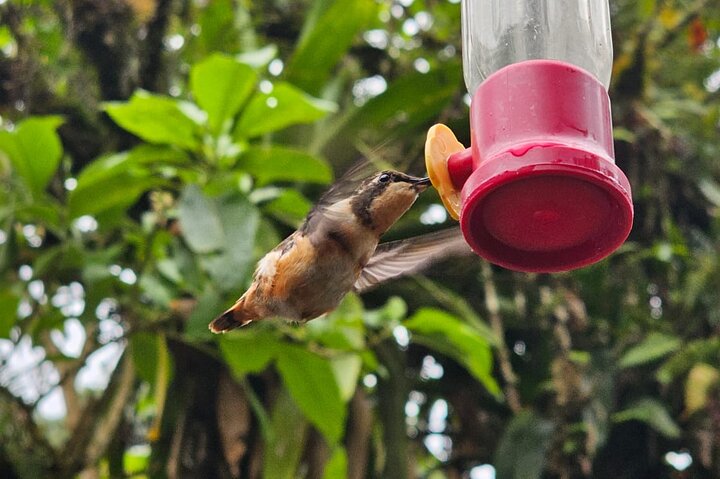 Mindo Bird Photography Experience | Ecuador Birds