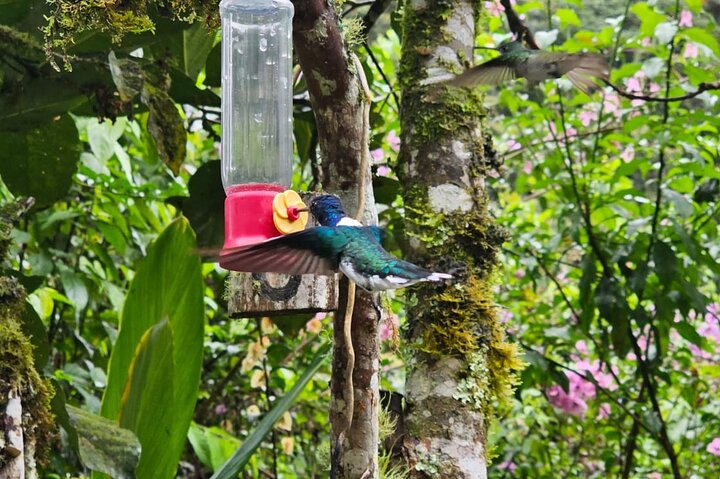 Mindo Bird Photography Experience | Ecuador Birds