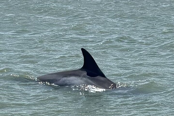 Private Folly Beach Dolphin Watching and Shelling tour