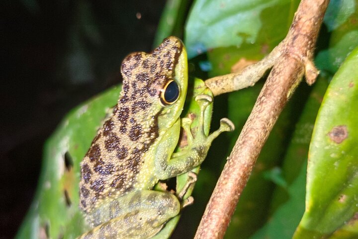 Kubah's Nocturnal Wonders Nighttime Frog Safari