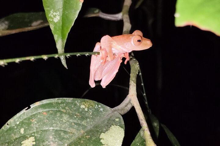 Kubah's Nocturnal Wonders Nighttime Frog Safari