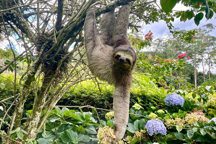 Rio: Tijuca Rainforest Hike, Wildlife, Waterfalls & Caves