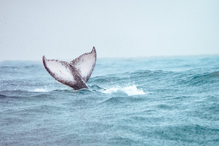Bahía Málaga: Humpback Whale Watching in Cali - Colombia