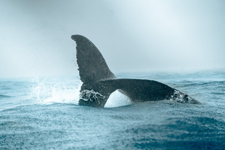 Bahía Málaga: Humpback Whale Watching in Cali - Colombia