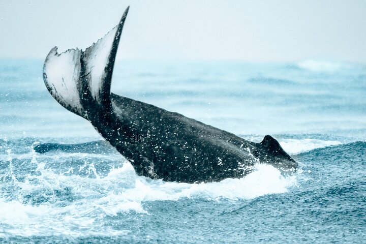 Bahía Málaga: Humpback Whale Watching in Cali - Colombia