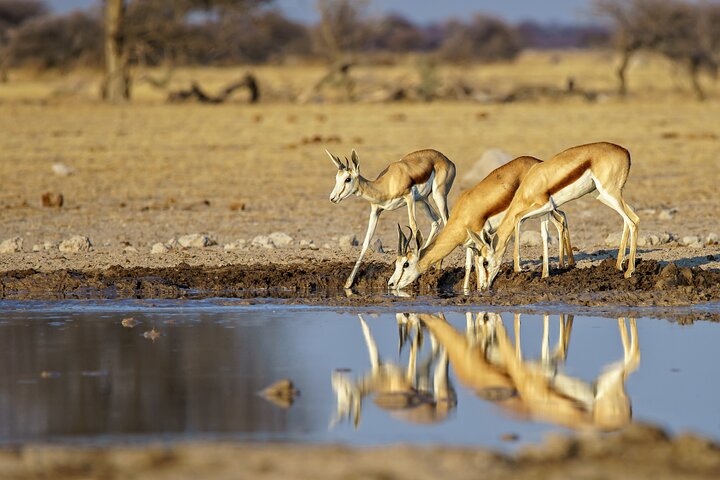 Amazing Safari at Game Reserve in Cape Town - see the Big5