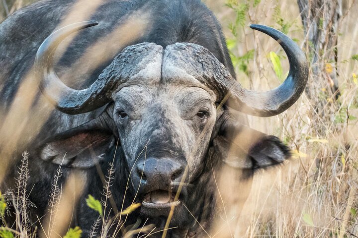 Amazing Safari at Game Reserve in Cape Town - see the Big5