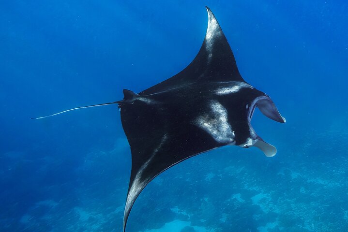 Nusa Penida day trip: boat, 4 snorkeling, Manta rays & Land tour
