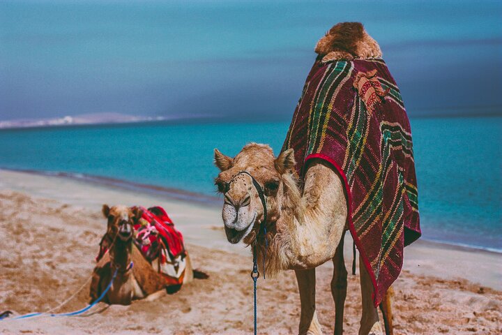 Full Day Desert Safari in Qatar with Lunch/Dinner by sea side