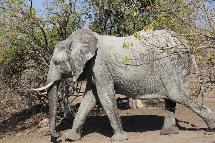 Chobe National Park Small Group Day Safari from Victoria Falls