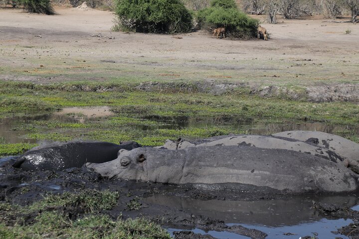 Chobe National Park Small Group Day Safari from Victoria Falls