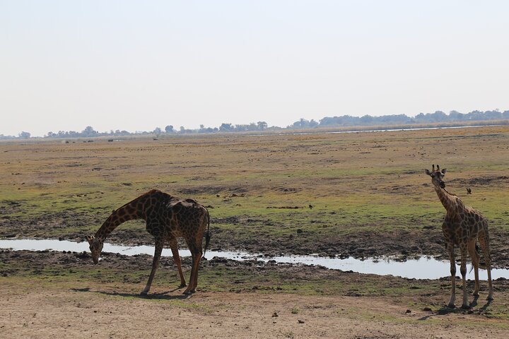 Chobe National Park Small Group Day Safari from Victoria Falls
