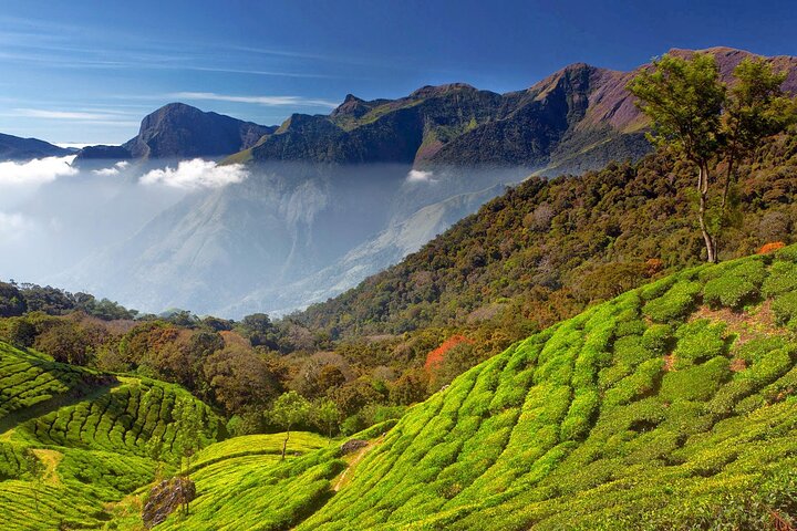 Munnar Tea Trail Tour , Tea factory visit & Tea Tasting
