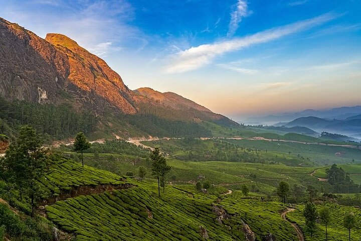 Munnar Tea Trail Tour , Tea factory visit & Tea Tasting
