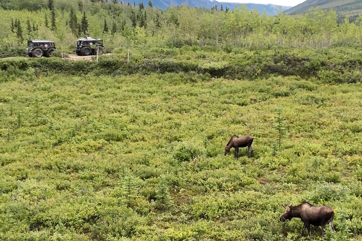 3 Hour SHERP Tour: Denali Fat Truck Tours