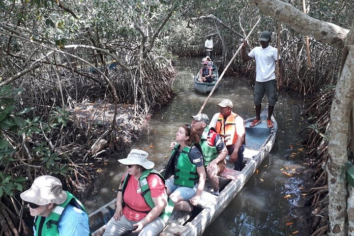 Navigate the Mangroves of Cartagena in a Canoe