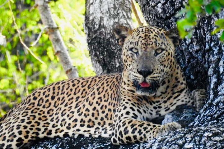 Yala National Park Special Leopard Safari Tours By Dinuka Safari